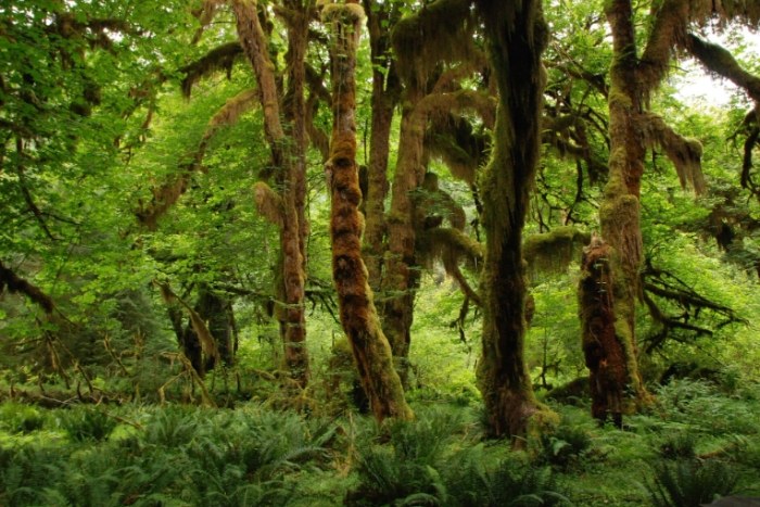 樹木病害診斷 樹木病害診斷