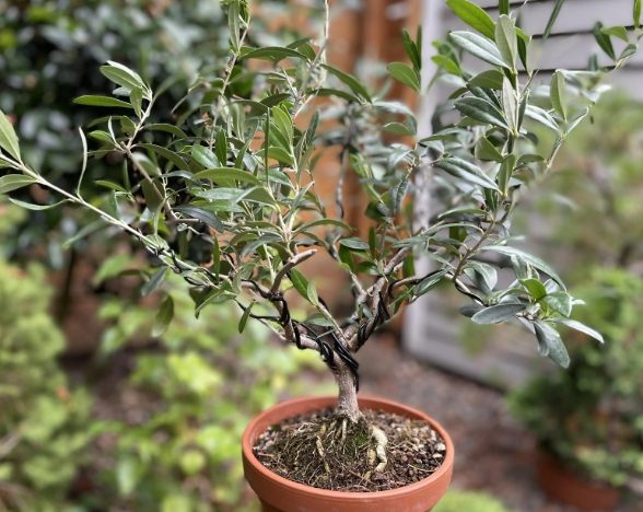 家裡陽台種樹 家裡陽台種樹