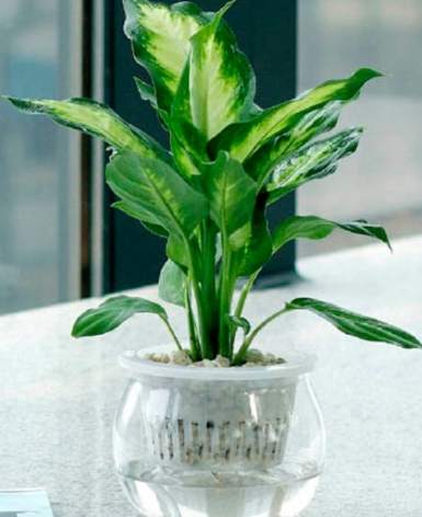 室内水培植物 室内水培植物