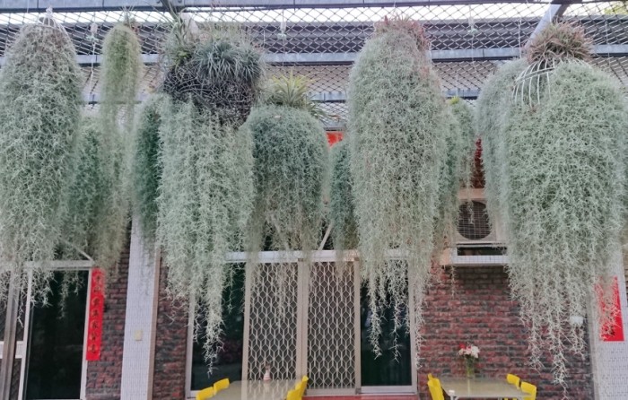 松蘿繁殖 松蘿繁殖