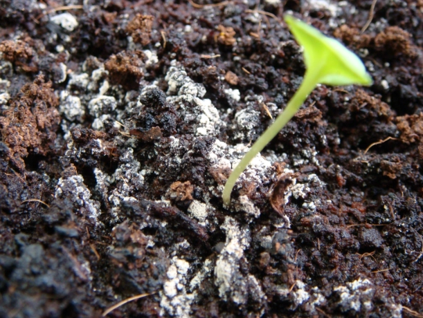 種菜土壤深度 種菜土壤深度