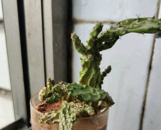 仙人掌根部養護 仙人掌根部養護