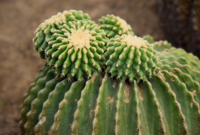 仙人掌浇水频率 仙人掌浇水频率