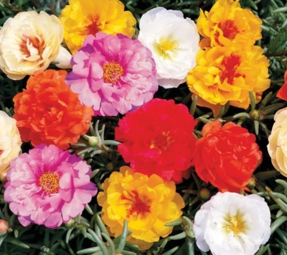 松葉牡丹怎麼種 松葉牡丹怎麼種