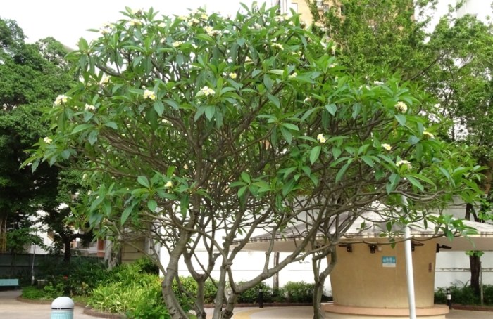 雞蛋花爛根處理