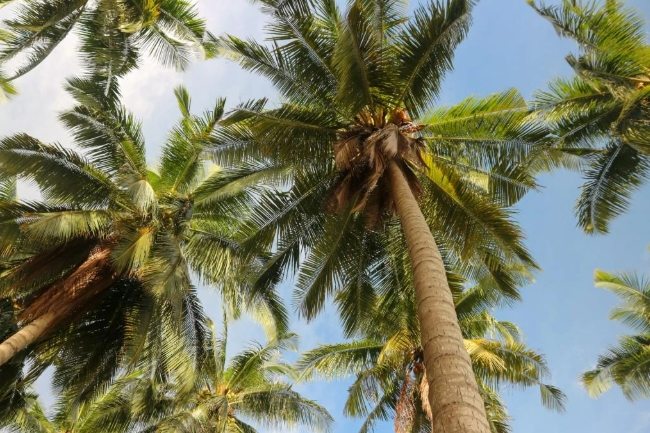 椰子種植技巧 椰子種植技巧