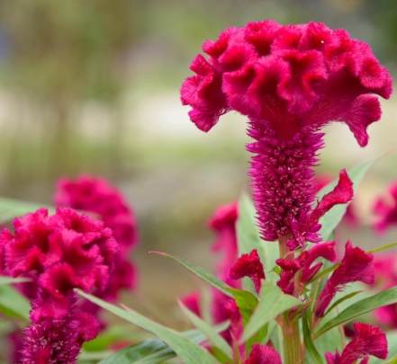 雞冠花照顧 雞冠花照顧