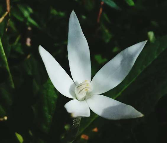 白玉蘭葉精油功效 白玉蘭葉精油功效