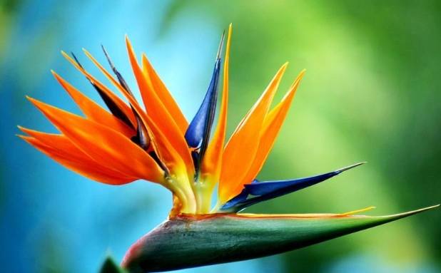 鹤望兰栽培 鹤望兰栽培