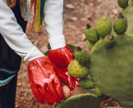 仙人掌倒伏 仙人掌倒伏