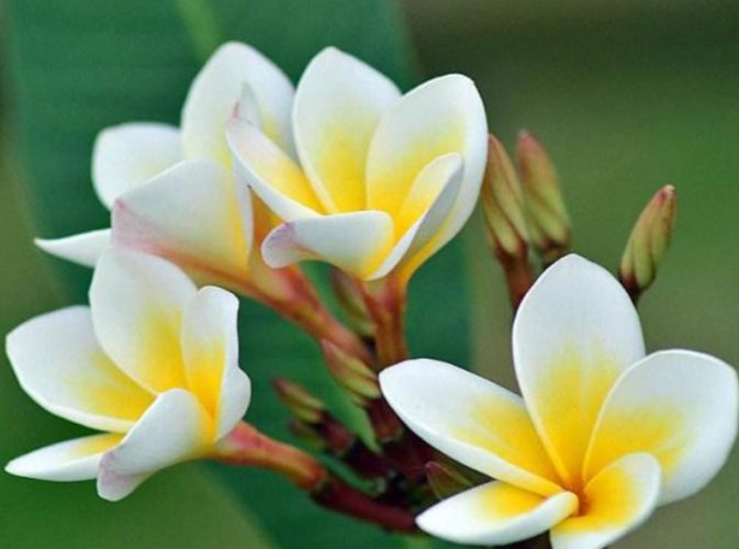 雞蛋花換盆教學