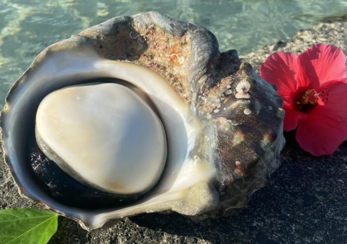 夜光貝營養 夜光貝營養