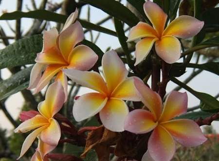 雞蛋花養護技巧 雞蛋花養護技巧