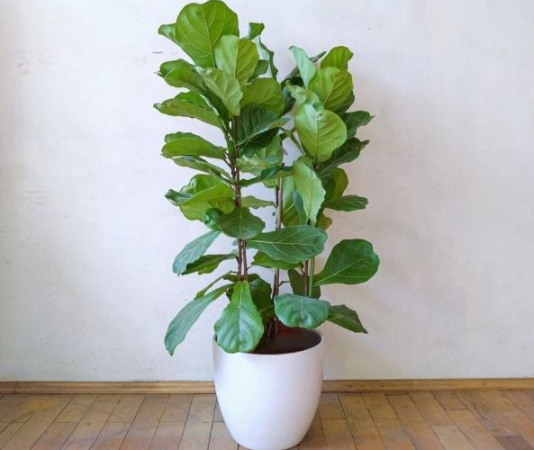 琴葉榕 冬天落葉 琴葉榕 冬天落葉