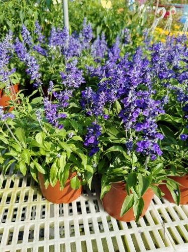 香草植物種植 香草植物種植