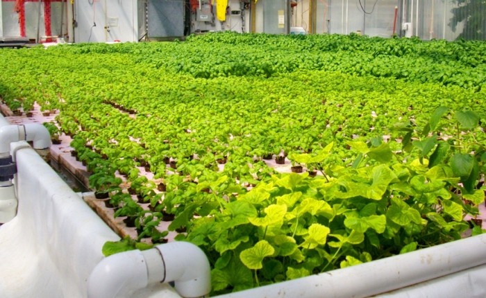 魚菜共生失敗原因 魚菜共生失敗原因