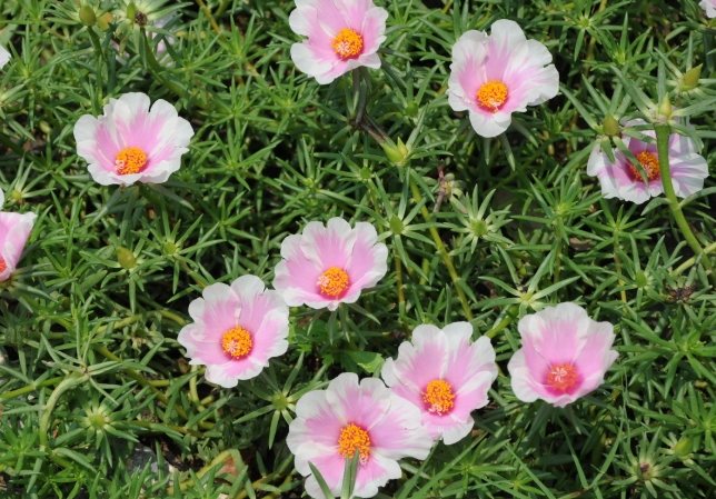 松葉牡丹怎麼種 松葉牡丹怎麼種