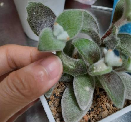 多肉葉子變黑 多肉葉子變黑