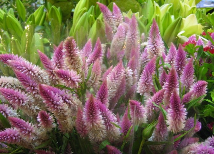 鳳尾花象征 鳳尾花象征