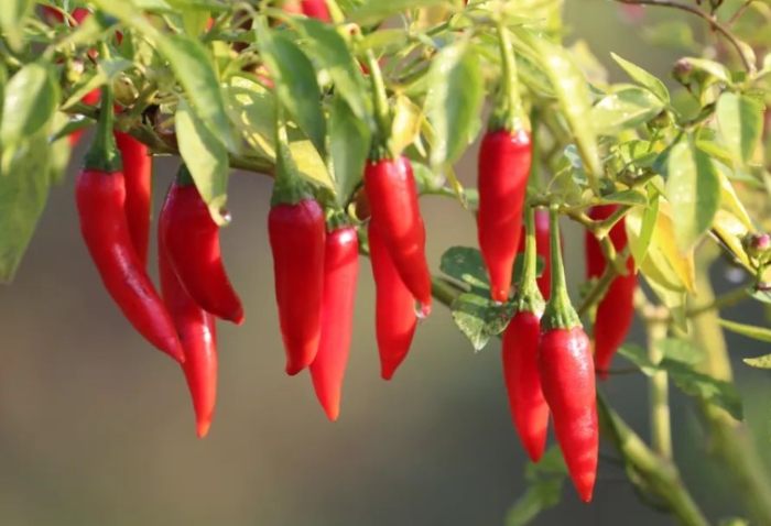 有機辣椒肥料