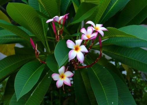 雞蛋花病害防治 雞蛋花病害防治