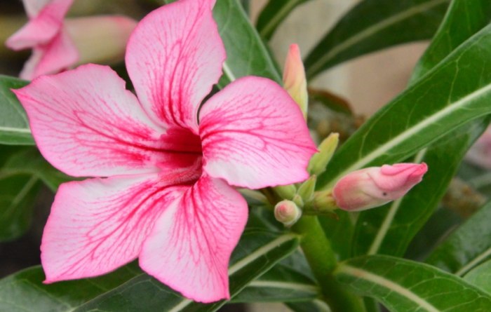 沙漠玫瑰養護方法