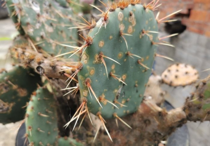 仙人掌變色處理 仙人掌變色處理