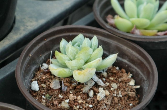 移植植物枯萎原因