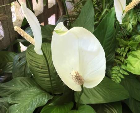 萬年青扦插 萬年青扦插