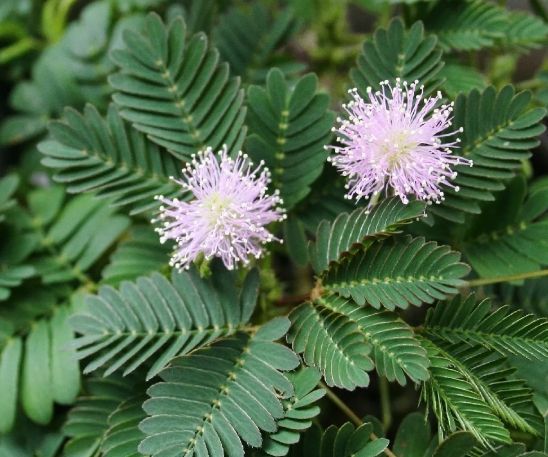 含羞草樹種植 含羞草樹種植