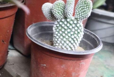 植物心理測驗 植物心理測驗