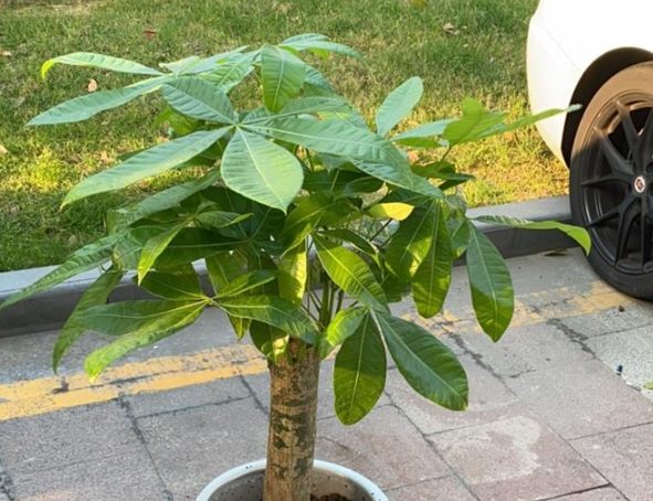 發財樹栽培介質