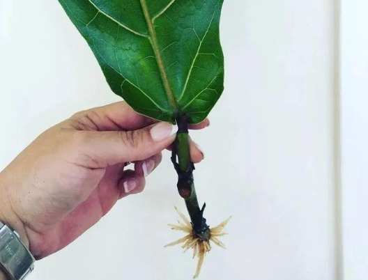 琴葉榕 根系 琴葉榕 根系