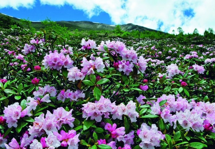常年開花植物 常年開花植物