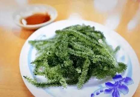 海葡萄蟲危害 海葡萄蟲危害