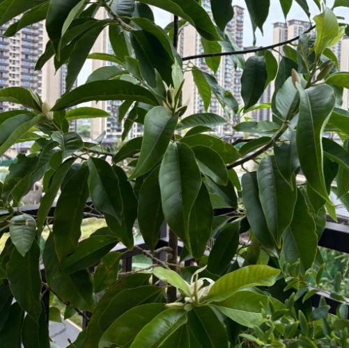 玉蘭花種植技巧 玉蘭花種植技巧