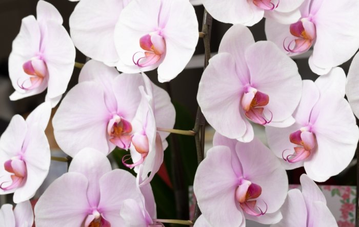 蘭花葉子掉落處理 蘭花葉子掉落處理