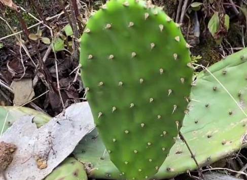 仙人掌根腐病 仙人掌根腐病