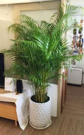 椰子樹養護 椰子樹養護