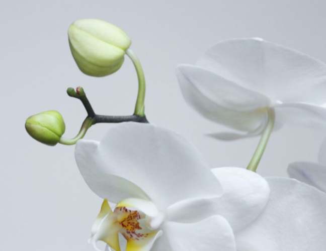 蘭花可以活多久