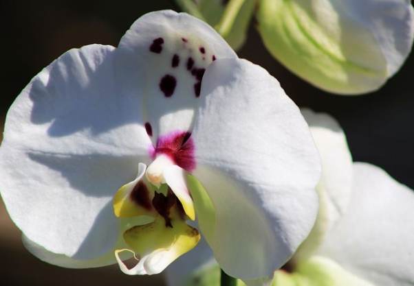 液態肥料使用方法