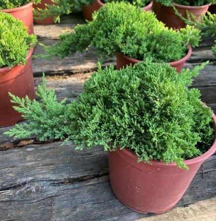 珍珠柏養護 珍珠柏養護