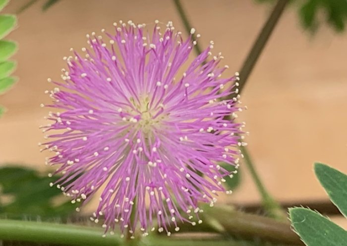 含羞草樹種植 含羞草樹種植