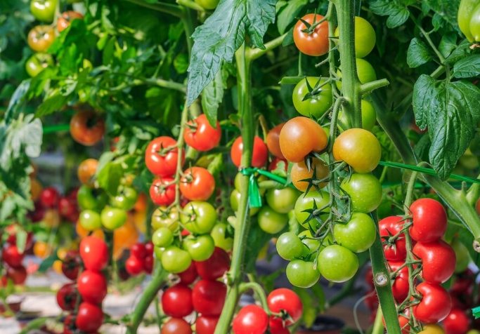 小番茄生長環境