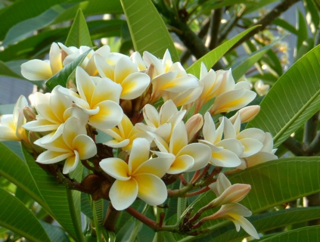 雞蛋花發芽 雞蛋花發芽