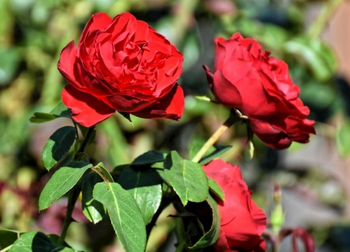 玫瑰病害預防 玫瑰病害預防