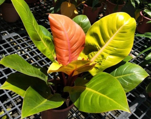 彩虹帝王蔓綠絨