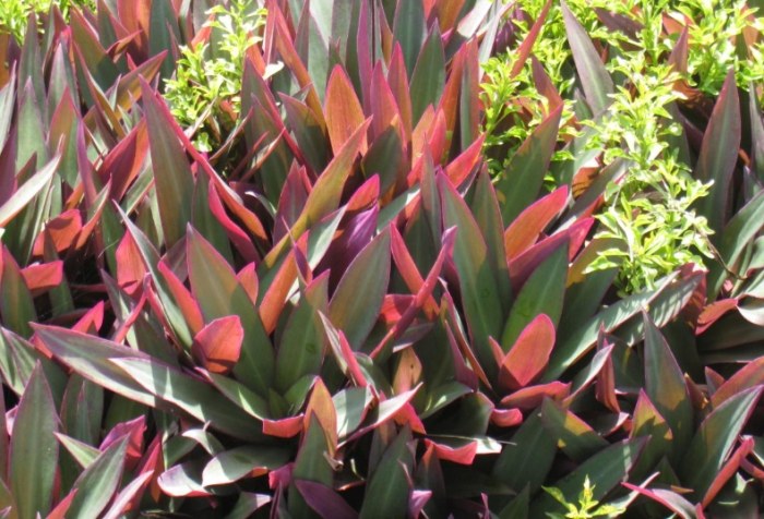 小蚌蘭常見問題 小蚌蘭常見問題