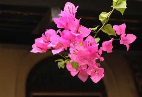 半日照花卉 半日照花卉