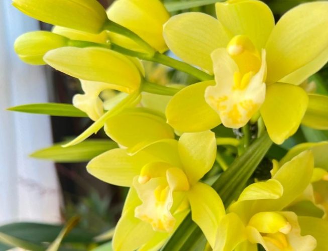 蘭花葉子掉落處理 蘭花葉子掉落處理